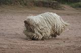 KOMONDOR 093